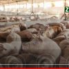 Peste porcine : les éleveurs demandent 15 milliards FCFA à l'État