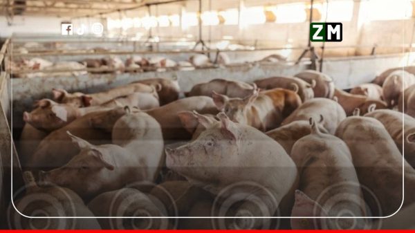 Peste porcine : les éleveurs demandent 15 milliards FCFA à l'État