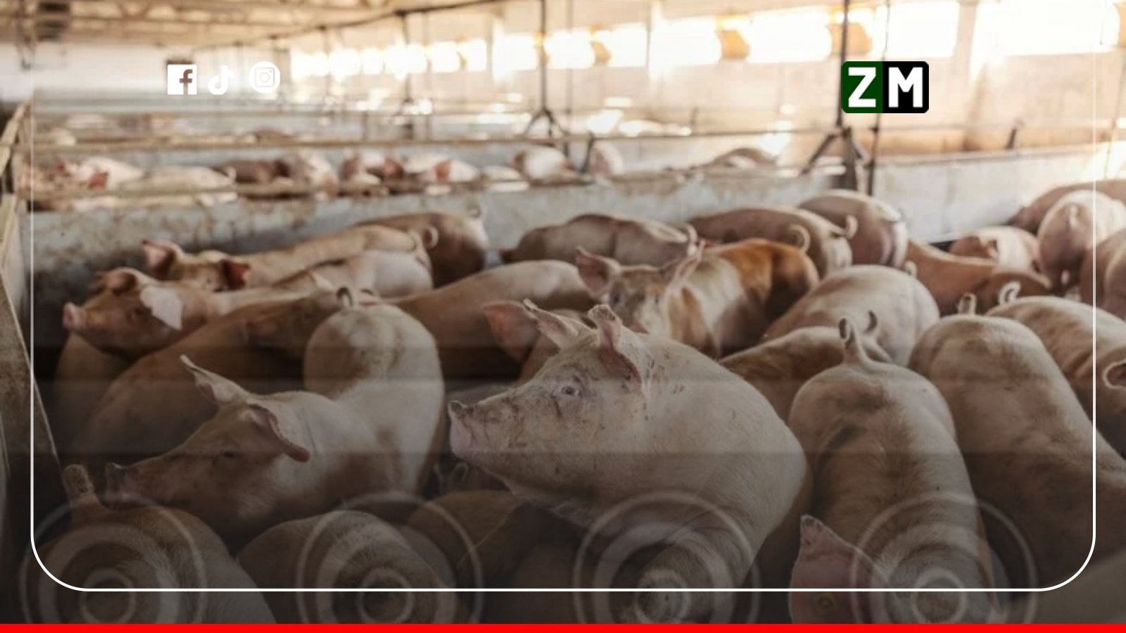 Peste porcine : les éleveurs demandent 15 milliards FCFA à l'État