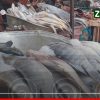 Poisson : le carton de chinchard passe de 36 500 à 31 500 FCFA