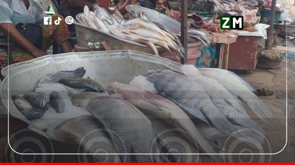 Poisson : le carton de chinchard passe de 36 500 à 31 500 FCFA
